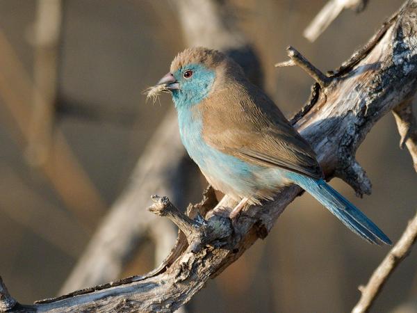 <h3><a href="/trips/safari/biota/animalia/chordata/aves/040 passeriformes/115 estrildidae/uraeginthus angolensis/uraeginthus angolensis-nl.html">Uraeginthus&nbsp;angolensis</a> / Blue&nbsp;waxbill / Angolees&nbsp;blauwfazantje</h3>OM-1 Mark II met OLYMPUS M.300mm F4.0, 1/2000 sec  bij F4.0, ISO 1250, afstand 6.64&nbsp;m